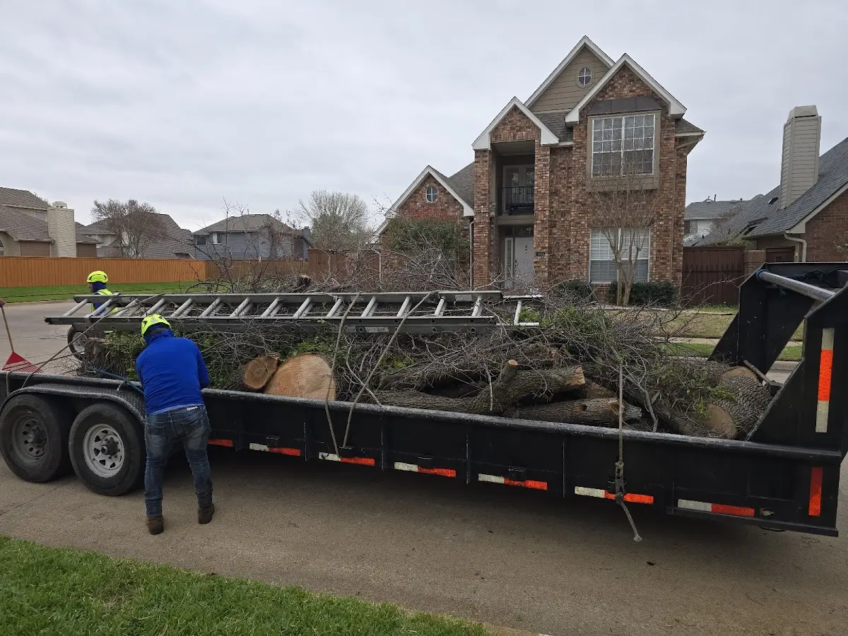 Expert Tree Removal with proper safety equipment in Duson